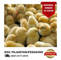 Gambar DOC Anak Ayam Pejantan Layer dari Tono Merii undefined 1 Tokopedia
