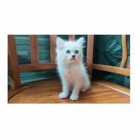 Gambar kucing kitten persia betina dari densrabbitry undefined 1 Tokopedia