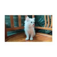 Gambar kucing kitten persia betina dari densrabbitry undefined 2 Tokopedia