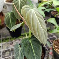 Gambar tanaman hias philodendron melanochrysum dari Eksaluvez nursery undefined 3 Tokopedia
