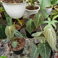 Gambar tanaman hias philodendron melanochrysum dari Eksaluvez nursery undefined 4 Tokopedia