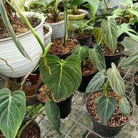 Gambar tanaman hias philodendron melanochrysum dari Eksaluvez nursery undefined 5 Tokopedia