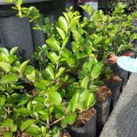 Gambar Bibit Tanaman Buah Cherry Vietnam Hasil Cangkok & Stek Batang Cepat Berbuah dari Brilian bibit tanaman undefined 2 Tokopedia