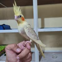 Gambar Burung Jinak Falk Parkit Australia dari laskarparrot undefined 3 Tokopedia