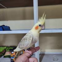 Gambar Burung Jinak Falk Parkit Australia dari laskarparrot undefined 1 Tokopedia