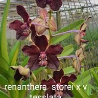 Gambar Anggrek Vanda dewasa warna limited edition dari Lutfi Orchid undefined 1 Tokopedia