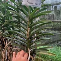 Gambar Anggrek Vanda dewasa warna limited edition dari Lutfi Orchid undefined 2 Tokopedia
