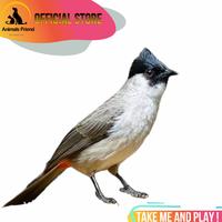 Gambar BURUNG KUTILANG JAWA dari Animal Friends ID undefined 2 Tokopedia