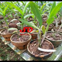 Gambar [ DEWASA ] Dendrobium Pure Splash – Keanggunan Lembut dalam Satu Kelopak dari Sandi Orchid Garden undefined 3 Tokopedia
