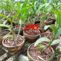 Gambar [ DEWASA ] Dendrobium Pure Splash – Keanggunan Lembut dalam Satu Kelopak dari Sandi Orchid Garden undefined 4 Tokopedia