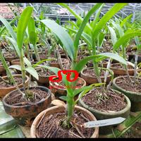 Gambar [ DEWASA ] Dendrobium Pure Splash – Keanggunan Lembut dalam Satu Kelopak dari Sandi Orchid Garden undefined 5 Tokopedia
