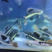Gambar RTC/Red Tail Catfish size 16-18cm dari Toko Khansa Lele 1 undefined 2 Tokopedia