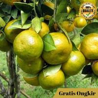 Gambar Bibit Buah Jeruk Keprok Siyem Asli Buah Manis dari GAJAH TUNGGAL PERKASA undefined 2 Tokopedia