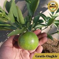 Gambar Bibit Buah Jeruk Keprok Siyem Asli Buah Manis dari GAJAH TUNGGAL PERKASA undefined 5 Tokopedia