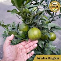 Gambar Bibit Buah Jeruk Keprok Siyem Asli Buah Manis dari GAJAH TUNGGAL PERKASA undefined 4 Tokopedia