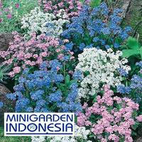 Gambar 4 Benih Bunga Forget Me Not Mixed IMPORT Bibit Tanaman dari lestari_shop. undefined 1 Tokopedia
