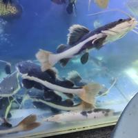 Gambar RTC/Red Tail Catfish size 16-18cm dari Toko Khansa Lele 1 undefined 1 Tokopedia