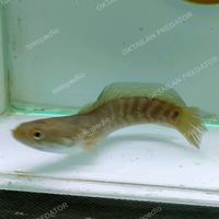 Gambar channa asiatica rsws dari OKTAILAN PREDATOR undefined 4 Tokopedia