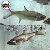 Gambar IKAN TARPON AIR TAWAR dari RICKY MENAER undefined 1 Tokopedia
