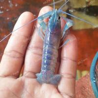 Gambar bibit lobster konsumsi redclaw biruu dari RR FARM INDONESIA 2 undefined 3 Tokopedia