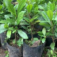 Gambar Bibit pohon buah magic fruit/miracle berry fruit/buah ajaib dari khagreen undefined 3 Tokopedia