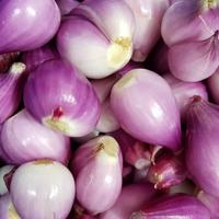 Gambar Bawang Merah Kupas, Bawang Putih Kupas 250 Gram - Bawang Putih dari Alruby undefined 3 Tokopedia