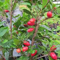Gambar Bibit pohon buah magic fruit/miracle berry fruit/buah ajaib dari khagreen undefined 2 Tokopedia