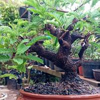 Gambar asam jawa bonsai dari mister happy cilacap undefined 2 Tokopedia