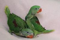 Gambar Burung Alexandrine parrot Baby Anakan Jinak Gaan dari Satrio_RBF undefined 2 Tokopedia