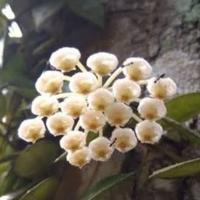 Gambar Tanaman hias Hoya mini putih termurah dari wahyu N Seller undefined 2 Tokopedia