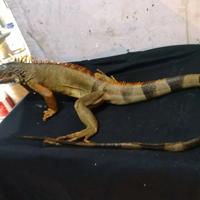 Gambar iguana merah jantan 90cm dari luak kampus petshop undefined 4 Tokopedia