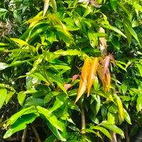 Gambar Bibit Buah Gowok atau Kupa 1,5 meter ,Langka Dari Cangkok dari EMBUN PAGI SLEMAN YOGYAKARTA undefined 5 Tokopedia