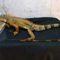 Gambar iguana merah jantan 90cm dari luak kampus petshop undefined 2 Tokopedia