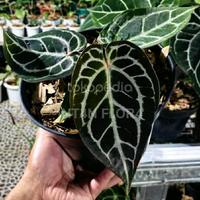 Gambar Anthurium Kuping Gajah Original dari Intan Flora undefined 1 Tokopedia