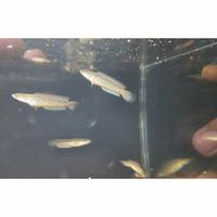 Gambar Channa Stewarti Grade A++ size 4-5 cm dari FataFish undefined 3 Tokopedia
