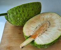 Gambar Bibit pohon sukun tanaman buah sukun dari Tanbibit undefined 2 Tokopedia