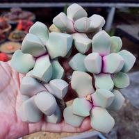 Gambar Lithops Lapidaria Margaretae dari Kaktusnya_Jogja undefined 2 Tokopedia