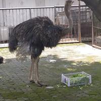 Gambar Burung Onta 7 bulanan Sepasang dari Ayam Hias Jawa Tengah undefined 1 Tokopedia