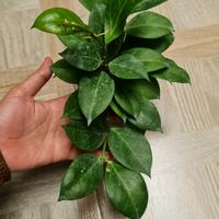 Gambar Hoya obscura dari happy_greenhouse undefined 1 Tokopedia