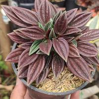 Gambar Tanaman hias peperomia Rosso dari Keysha flower garden undefined 4 Tokopedia