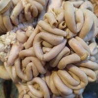Gambar JEROAN KAMBING USUS PARU BABAT CAMPUR dari Suplier Daging Sapi Bandung undefined 3 Tokopedia