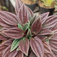Gambar Tanaman hias peperomia Rosso dari Keysha flower garden undefined 1 Tokopedia
