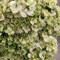 Gambar Hydrangea rotensia fresh flower bunga segar tangerang gading serpong b - Biru dari Bloom Flourish Supplier undefined 3 Tokopedia