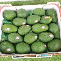 Gambar Avocado Hass Ausie | Alpukat Hass Australia Fresh Import 1box dari Ari NK Freshfruits undefined 4 Tokopedia