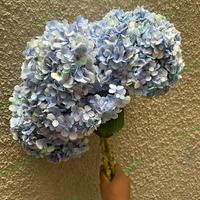 Gambar Hydrangea rotensia fresh flower bunga segar tangerang gading serpong b - Biru dari Bloom Flourish Supplier undefined 4 Tokopedia
