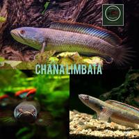 Gambar Chana Limbata berkualitas size 15/17 cm dari AQUATIC LIFE FARM undefined 1 Tokopedia