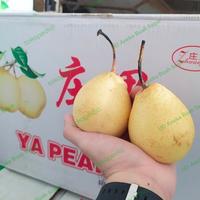 Gambar Buah Pear Pir Yalie Fresh / 1 Dus / 15kg dari UD Aneka Buah Segar undefined 2 Tokopedia