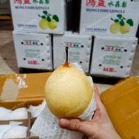 Gambar Buah Pear Pir Yalie Fresh / 1 Dus / 15kg dari UD Aneka Buah Segar undefined 3 Tokopedia