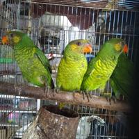 Gambar burung nuri pantai dari luak kampus petshop undefined 1 Tokopedia