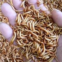 Gambar Ulat Hongkong 1 Kg dari Animalsfood undefined 1 Tokopedia